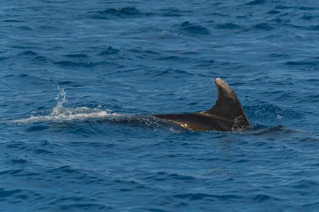 Sortie en mer — photo 10