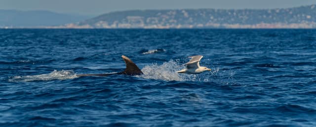 Sortie en mer — photo 2
