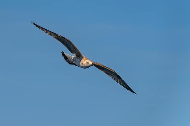 Sortie en mer — photo 3