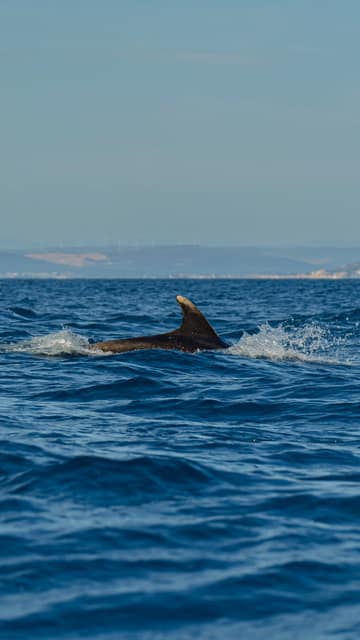 Sortie en mer — photo 4
