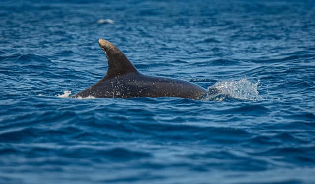 Sortie en mer — photo 5