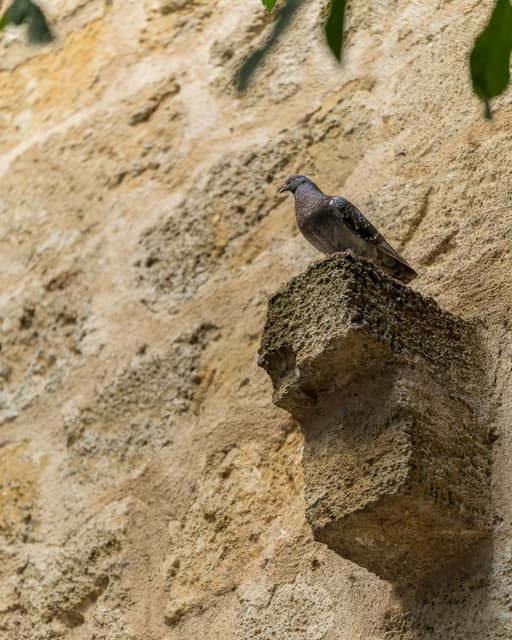 L'Impromptu de Pézenas — photo 96